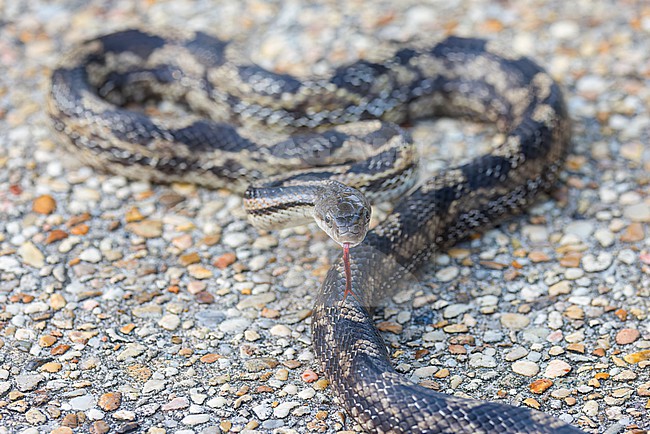 Western Ratsnake (Pantherophis obsoletus) also known as the western rat snake, black rat snake, pilot black snake, or simply black snake – is a nonvenomous species of Colubridae stock-image by Agami/Jacob Garvelink,