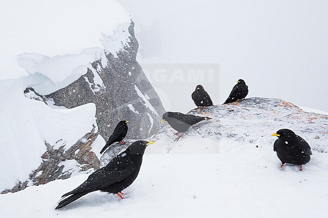 Alpine Chough (Pyrrhocorax graculus) perched on rock in the snow stock-image by Agami/Ralph Martin,