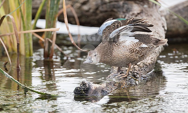 Blue-winged Teal (Spatula discors) stock-image by Agami/Ian Davies,
