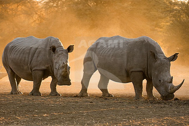 Two white rhinoceroses, Ceratotherium simum, walking in the dust at sunset. Kalahari, Botswana stock-image by Agami/Sergio Pitamitz,