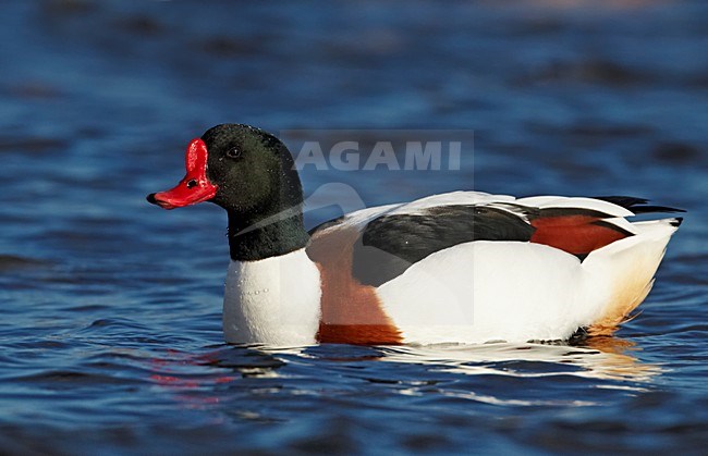 Mannetje Bergeend zwemmend; Male Common Shelduck swimming stock-image by Agami/Markus Varesvuo,
