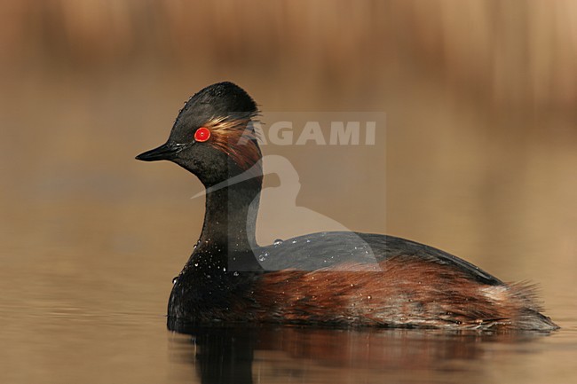 Black-necked Grebe adult summerplumage swimming; Geoorde Fuut volwassen zomerkleed zwemmend stock-image by Agami/Menno van Duijn,