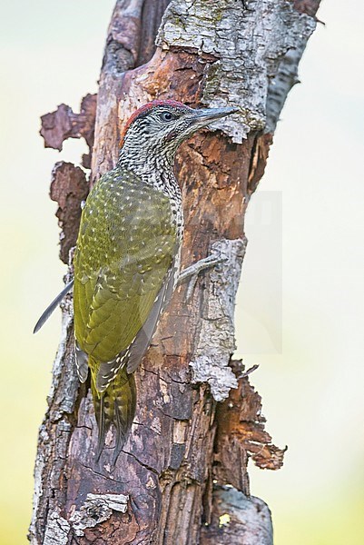 Immature Green Woodpecker perched against a tree stock-image by Agami/Alain Ghignone,
