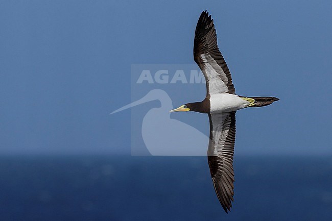 Brown Booby, adult, flight, Razo, Cape Verde (Sula leucogaster) stock-image by Agami/Saverio Gatto,