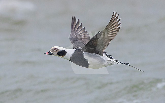 Long-tailed duck (Clangula hyemalis) flying, holding it's wings in an upward position. stock-image by Agami/Lennart Verheuvel,
