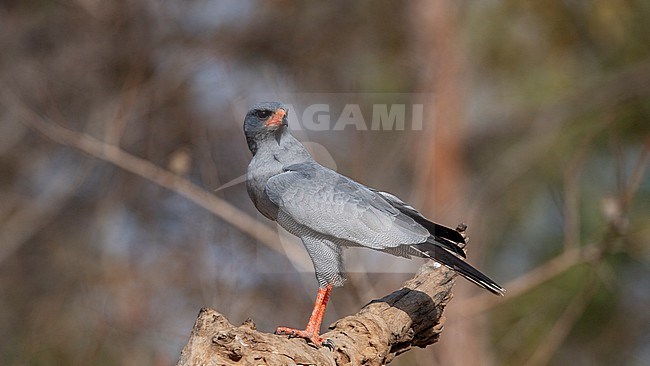 Side view of an adult Dark Chanting Goshawk (Melierax metabates) roosting on a branch. Gambia, Africa stock-image by Agami/Markku Rantala,