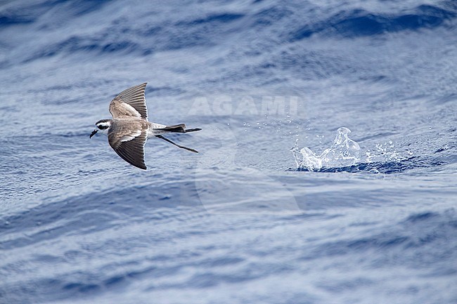 White-faced Storm-Petrel (Pelagodroma marina) foraging on the Atlantic Ocean off the Madeira islands. stock-image by Agami/Marc Guyt,