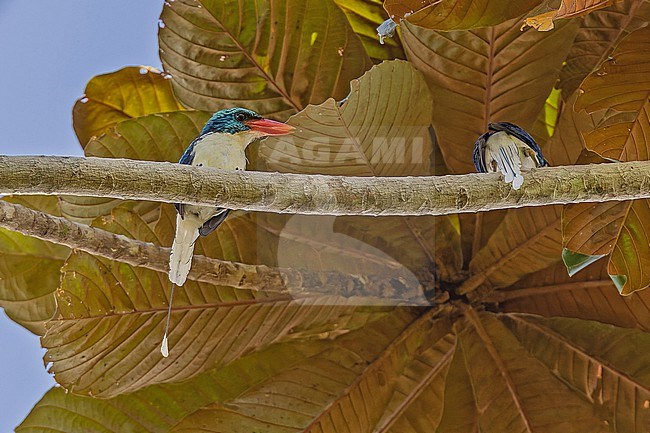 Biak paradise kingfisher, Tanysiptera riedelii, in West Papua, Indonesia. stock-image by Agami/Pete Morris,