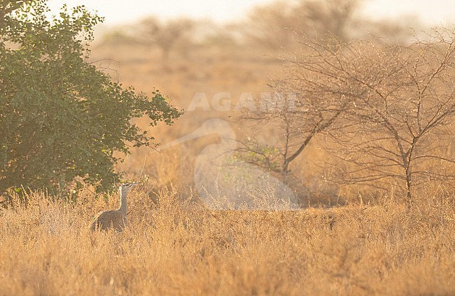 Only 6 to 10 Arabian Bustards (Ardeotis arabs) remain at Djoudj NP in 2025. They are not breeding for over 10 years now so these adults are quite old already. stock-image by Agami/Eduard Sangster,