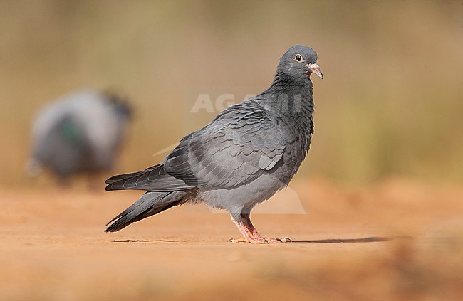 Wild Rock Pigeon (Columba livia) at drinking pool near Belchite in central Spain. Immature bird. stock-image by Agami/Marc Guyt,