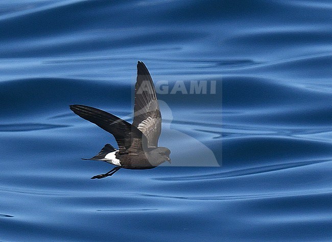 Wilson's Storm Petrel (Oceanites oceanicus) flying over the Atlantic ocean off Portugal. stock-image by Agami/Laurens Steijn,
