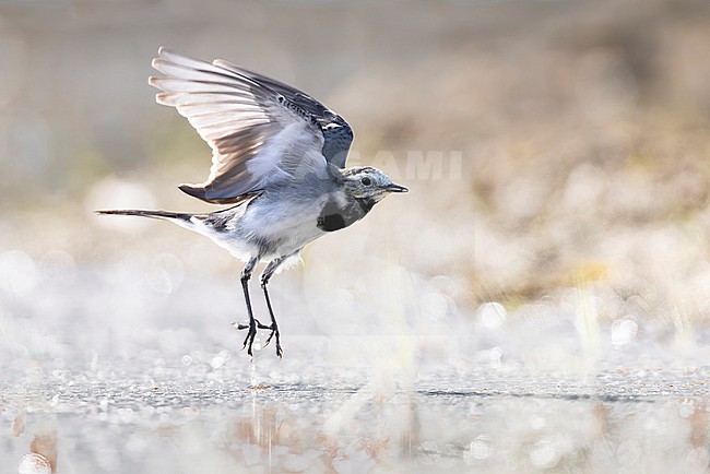 White Wagtail, Motacilla alba, in Italy. stock-image by Agami/Daniele Occhiato,