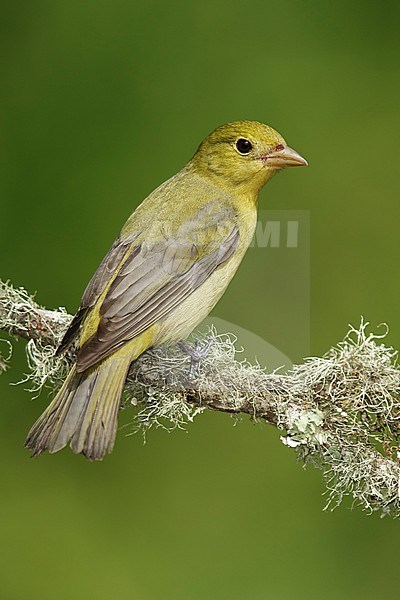 Adult female
Galveston Co., TX
April 2014 stock-image by Agami/Brian E Small,