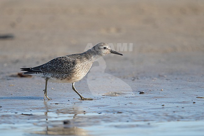Juvenile Red Knot (Calidris canutus) walking on beach at Blåvandshuk, Denmark stock-image by Agami/Helge Sorensen,