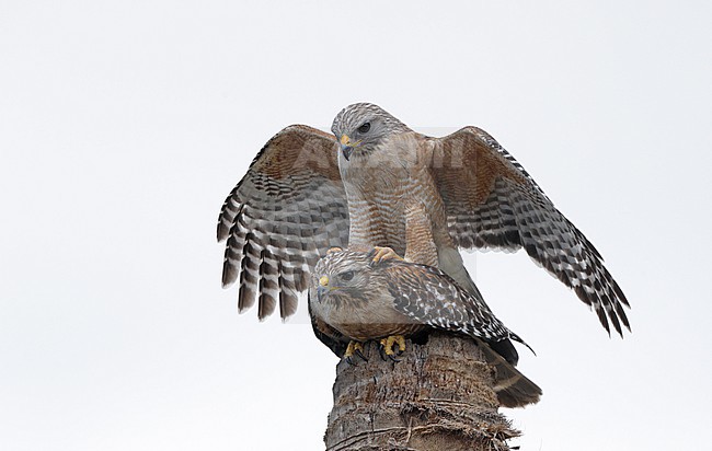 Red-shouldered Hawk (Buteo lineatus extimus) two adults mating on top of a palm tree in Everglades NP, Florida, USA stock-image by Agami/Helge Sorensen,