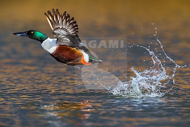 Adult male Northern Shoveler (Anas clypeata) taking off from the water surface during spring migration on a lake in central Italy. stock-image by Agami/Daniele Occhiato,
