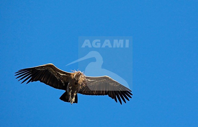 Vale Gier in de vlucht; Griffon Vulture in flight stock-image by Agami/Markus Varesvuo,