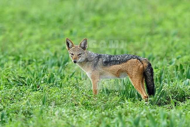 Zadeljakhals staand in Kruger National Park, Black-backed Jackal standing in Kruger National Park, stock-image by Agami/Walter Soestbergen,