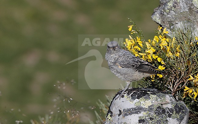 Juvenile Common Rock Thrush (Monticola saxatilis) perched on a rock at the Cantabrian Mountains, Castillia y Leon, Spain stock-image by Agami/Helge Sorensen,
