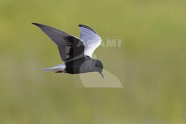 Volwassen Witvleugelstern in zomerkleed in de vlucht; Adult summer White-winged Tern in flight stock-image by Agami/Daniele Occhiato,