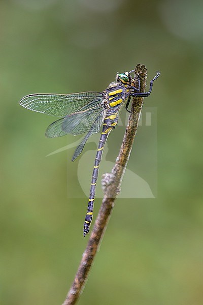 Golden- ringed Dragonflie hanging on a twig, seen from the side stock-image by Agami/Onno Wildschut,