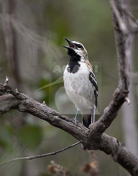 Singing male Stripe-backed AntbIrd (Myrmorchilus strigilatus) a species found in subtropical and tropical dry forests of Argentina, Bolivia, Brazil and Paraguay. stock-image by Agami/Andy & Gill Swash ,