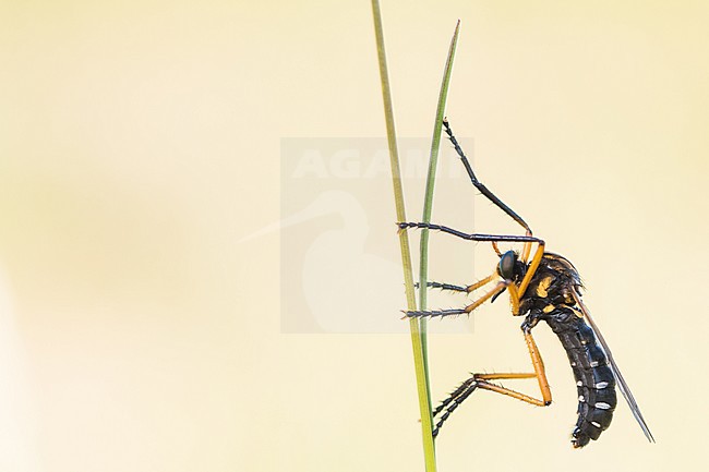 Molobratia teutonus - Kleine Wolfsfliege, Germany (Baden-Württemberg), imago stock-image by Agami/Ralph Martin,
