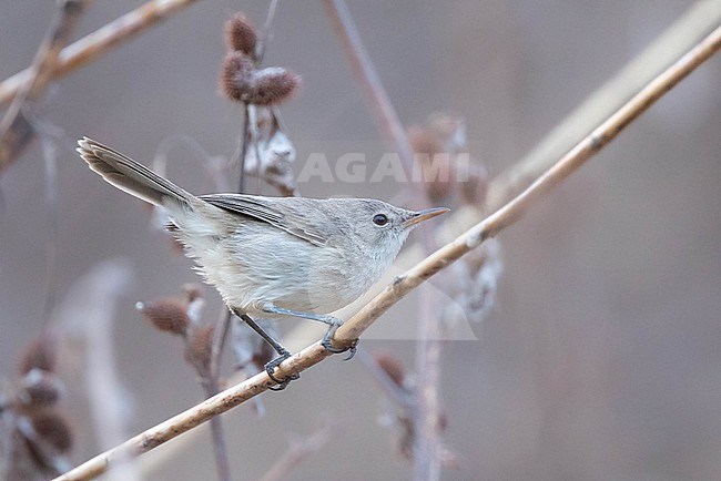 Cape Verde warbler (Acrocephalus brevipennis) perched on a branch, with a brown background, in Cape Verde. stock-image by Agami/Sylvain Reyt,
