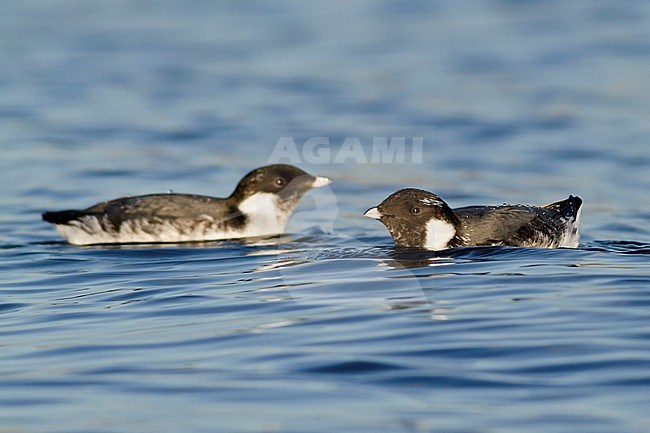Ancient Murrelet (Synthliboramphus antiquus) swimming on the ocean near Victoria, BC, Canada. stock-image by Agami/Glenn Bartley,