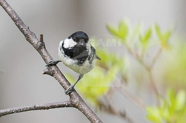 Coal Tit - Tannenmeise - Periparus ater ater, Russia (Baikal), adult stock-image by Agami/Ralph Martin,
