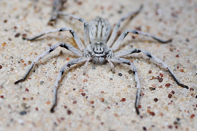 Huntsman Spider (Eusparassus perezi ) taken the 23/02/2023 at Sharqiya Sands - Oman stock-image by Agami/Nicolas Bastide,