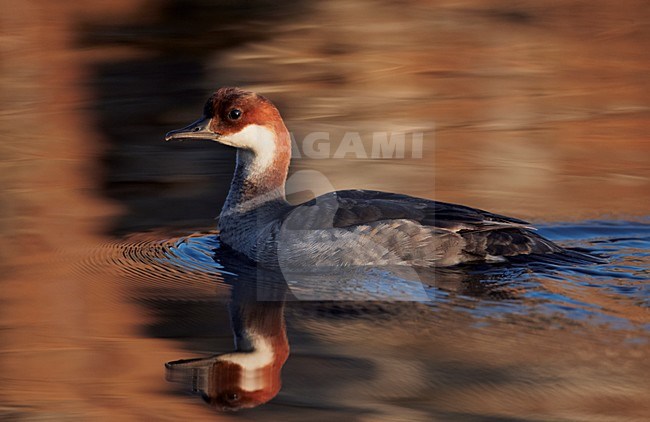 Vrouwtje Nonnetje; Female Smew stock-image by Agami/Markus Varesvuo,