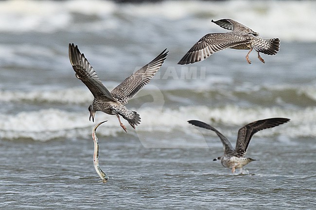  stock-image by Agami/Menno van Duijn,