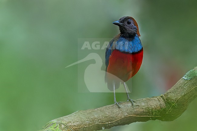 Papuan Pitta (Erythropitta macklotii) Perched on a branch in Papua New Guinea stock-image by Agami/Dubi Shapiro,
