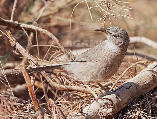 Arabische Babbelaar in zit; Arabian Babbler perched stock-image by Agami/Markus Varesvuo,