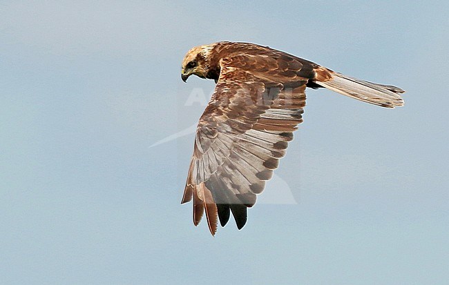 Second calendar year male Western Marsh Harrier (Circus aeruginosus), in flight, seen from the side, showing upper wing. stock-image by Agami/Fred Visscher,