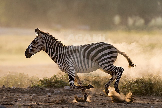 Common zebras, Equus quagga, running in Amboseli National Park. Amboseli National Park, Kenya, Africa. stock-image by Agami/Sergio Pitamitz,