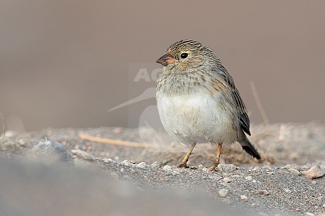 A female Blue-black Grassquit (Volatinia jacarina peruviensis) at Mejía, Peru. stock-image by Agami/Tom Friedel,