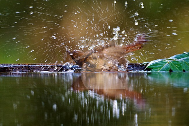 Nachtegaal badend in bosvijver; Common Nightingale bading in a forest pool stock-image by Agami/Marc Guyt,