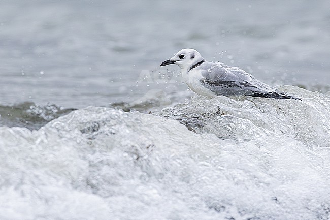  stock-image by Agami/Menno van Duijn,