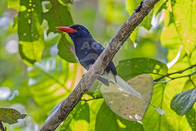 Numfor Paradise Kingfisher (Tanysiptera carolinae) in West Papua, Indonesia. stock-image by Agami/Pete Morris,
