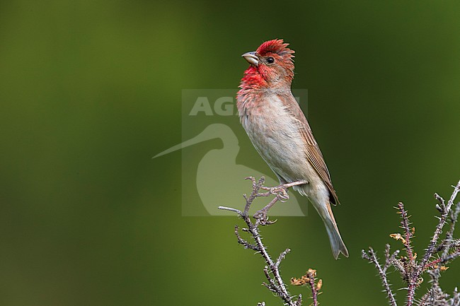 Roodmus; Scarlet Rosefinch stock-image by Agami/Daniele Occhiato,