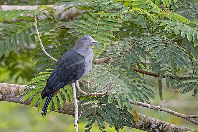 Marquesan imperial pigeon, Ducula galeata, in French Polynesia. Perched in a tree. Also known as Nuku Hiva imperial pigeon. stock-image by Agami/Pete Morris,