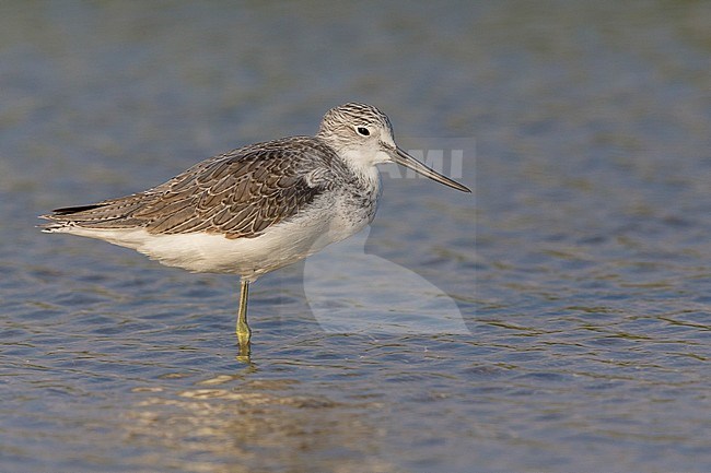 Greenshank (Tringa nebularia), standing in the water, Salalah, Dhofar, Oman stock-image by Agami/Saverio Gatto,