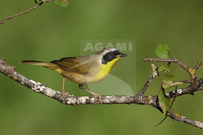 Adult male Common Yellowthroat (Geothlypis trichas) in Galveston County, Texas, USA. Perched on a twig against a green natural background. stock-image by Agami/Brian E Small,