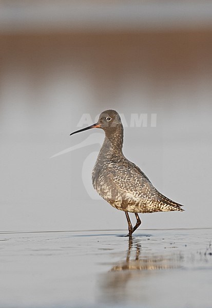 Spotted Redshank summer plumaged wading; Zwarte Ruiter zomerkleed wadend stock-image by Agami/Jari Peltomäki,