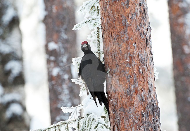 Zwarte Specht tegen een boom in besneeuwd taiga bos; Black Woodpecker perched against a tree in a snow covered taiga forest stock-image by Agami/Marc Guyt,