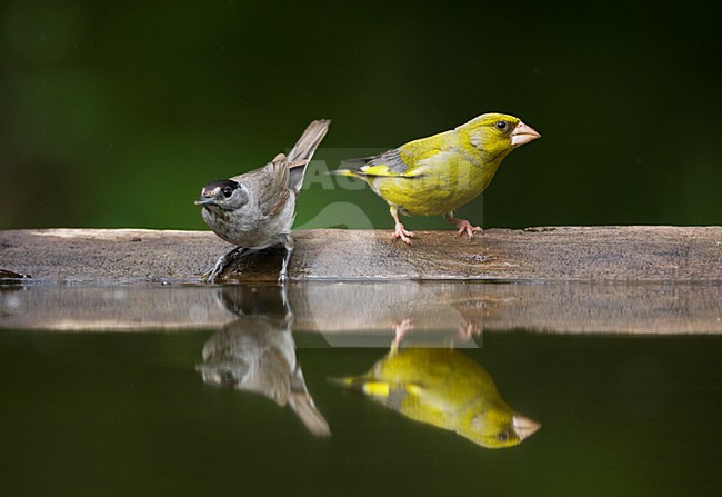 Groenling bij drinkplaats; European Greenfinch at drinking site stock-image by Agami/Marc Guyt,