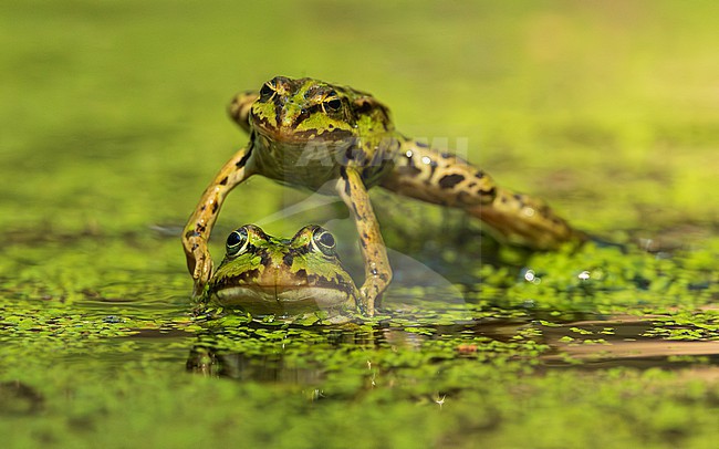 Green frog unknown, (Pelophylax spec.) stock-image by Agami/Lennart Verheuvel,
