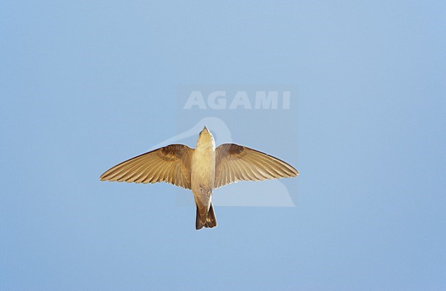 Vale Rotszwaluw in de vlucht; Pale Crag Martin in flight stock-image by Agami/Markus Varesvuo,